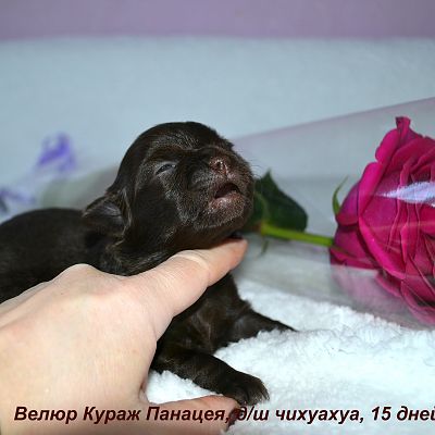 ДевЧишка №1 ВК Панацея