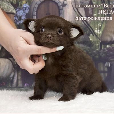 Велюр Кураж Пегас, на фото 5,5 недель