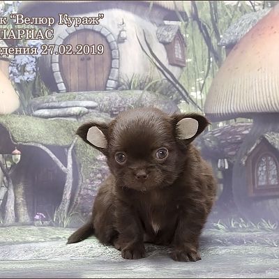 Велюр Кураж Парнас