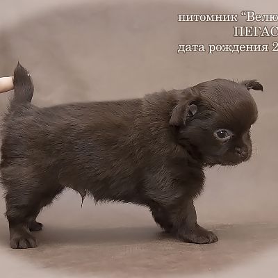 Велюр Кураж Пегас