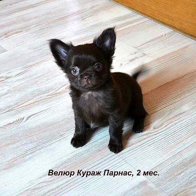 Велюр Кураж Парнас