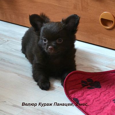 Велюр Кураж Панацея