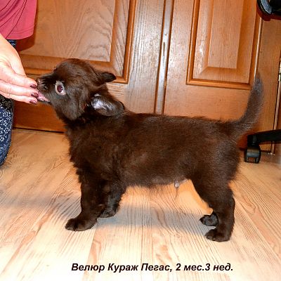Велюр Кураж Пегас, 2 мес. 3 нед.