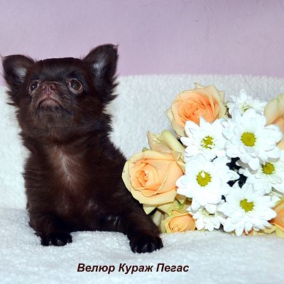 ВК Пегас, без брака