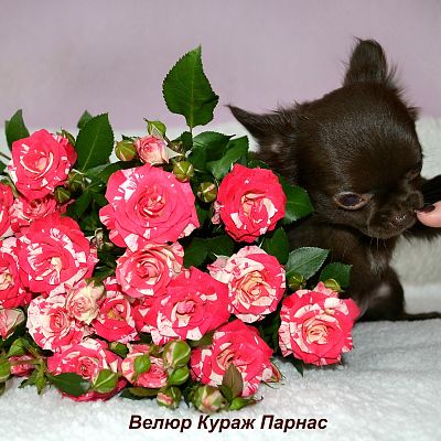 ВК Парнас, перспективный на сегодня малыш