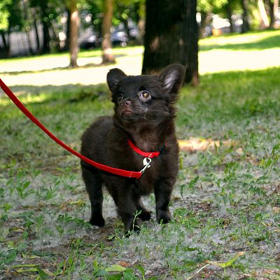 Велюр Кураж Пегас, 3 месяца, свободен