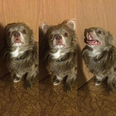 Велюр Кураж Инноватор, 3 года