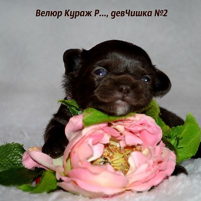 ДевЧишка №2 Велюр Кураж Р...