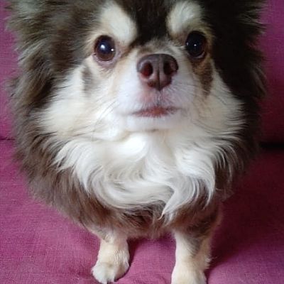 Велюр Кураж Аристократ, 7 лет