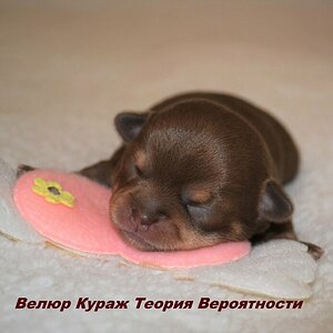 Тери 3.jpg
