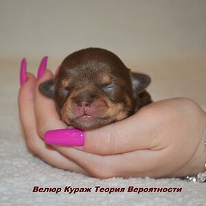 Тери 6.JPG