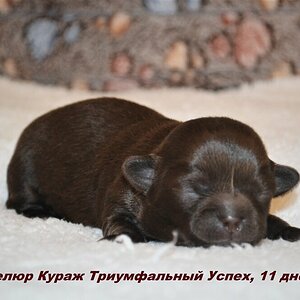 Триумф 5.JPG