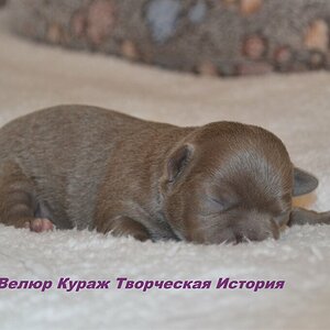 Исти 5.jpg