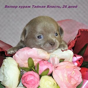 Тайни 13.JPG