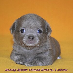 1 месяц Тайни 1.jpg