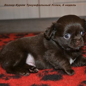 Триумф 6 нед 6.JPG