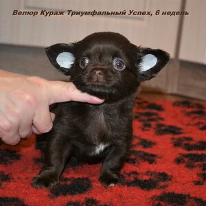 Триумф 6 нед 7.JPG