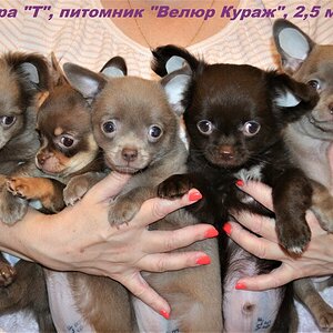 2,5 мес 1.JPG