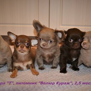 2,5 мес 3.JPG