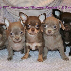 2,5 мес 4.JPG