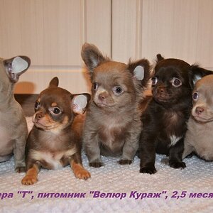 2,5 мес 6.JPG
