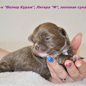 Сука 1, 14 дней, 5.JPG