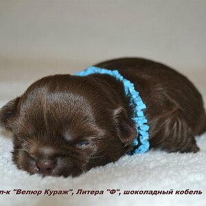 шококобель №3 2 недели 2.JPG