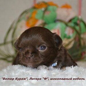 кобель шоко мелкий 3 недели 5.JPG