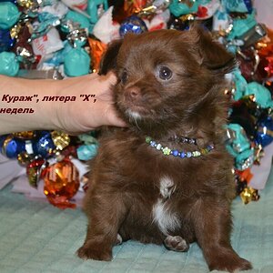 Сука 3 4.JPG