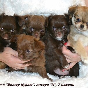 7 недель  1.JPG