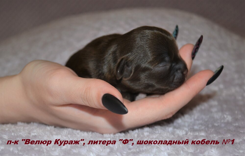 Чихуахуа 3.JPG