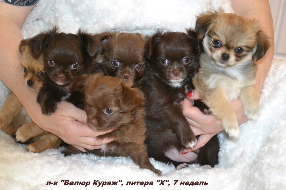 Чихуахуа 7 недель  1.JPG