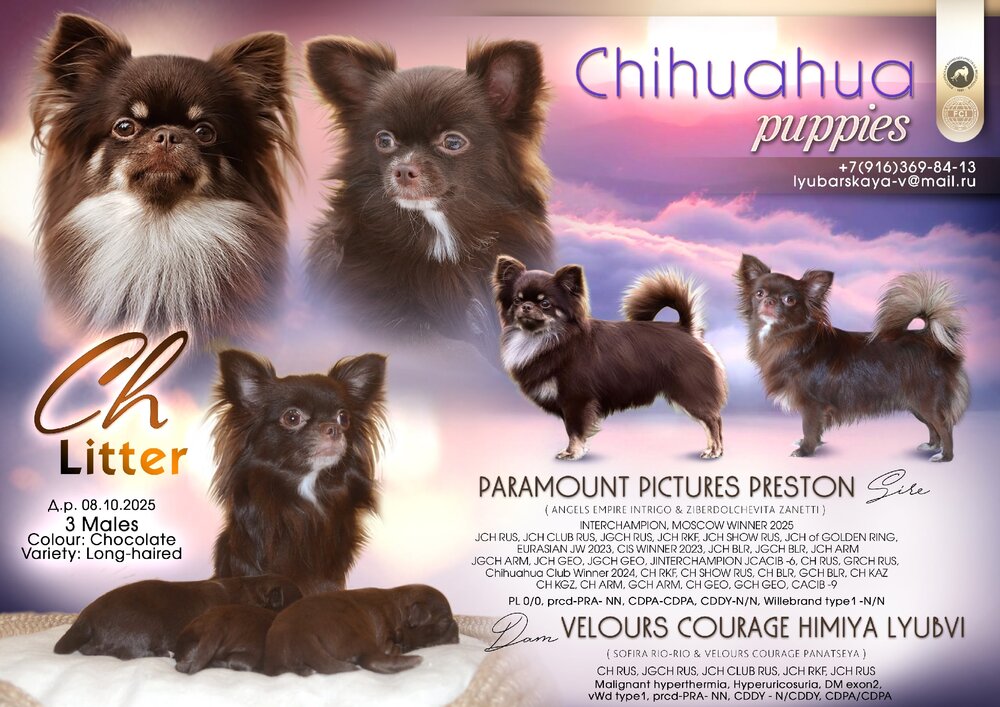 Чихуахуа v1qpyLI6YAMDP0Ir1yiWtXTYpAUWM1HeLe2wEbW15LyuEGTzpZRr6l9jI8K16rMZjkIMdf3jhj8j2prkzI07XvQX.jpg