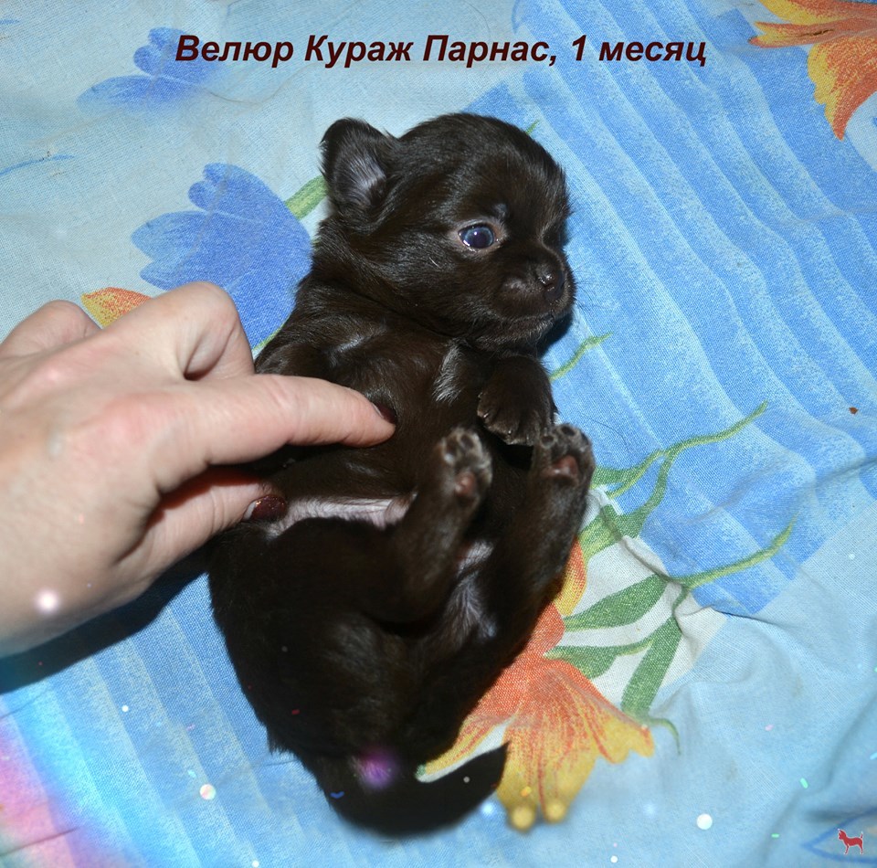 Фото Чихуахуа 1 Месяца