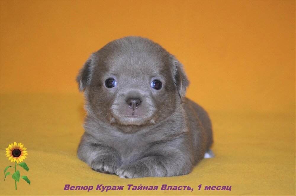 Чихуахуа 1 месяц Тайни 1.jpg